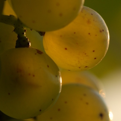 Silvaner Beeren 2